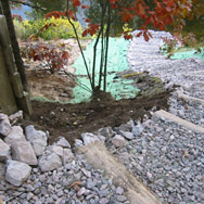 Reany Creek Buffer Restoration