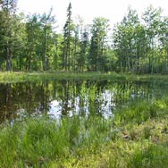 Managing Noxious Weeds
