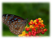 Invasive species assessment.