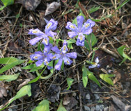 Endangered species monitoring