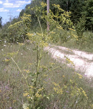 Invasive Plant Species