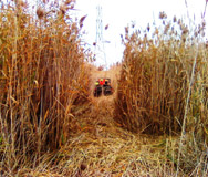 Non-native plant species.