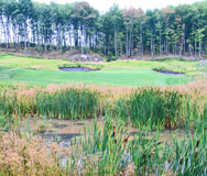 Wetland mitigation areas